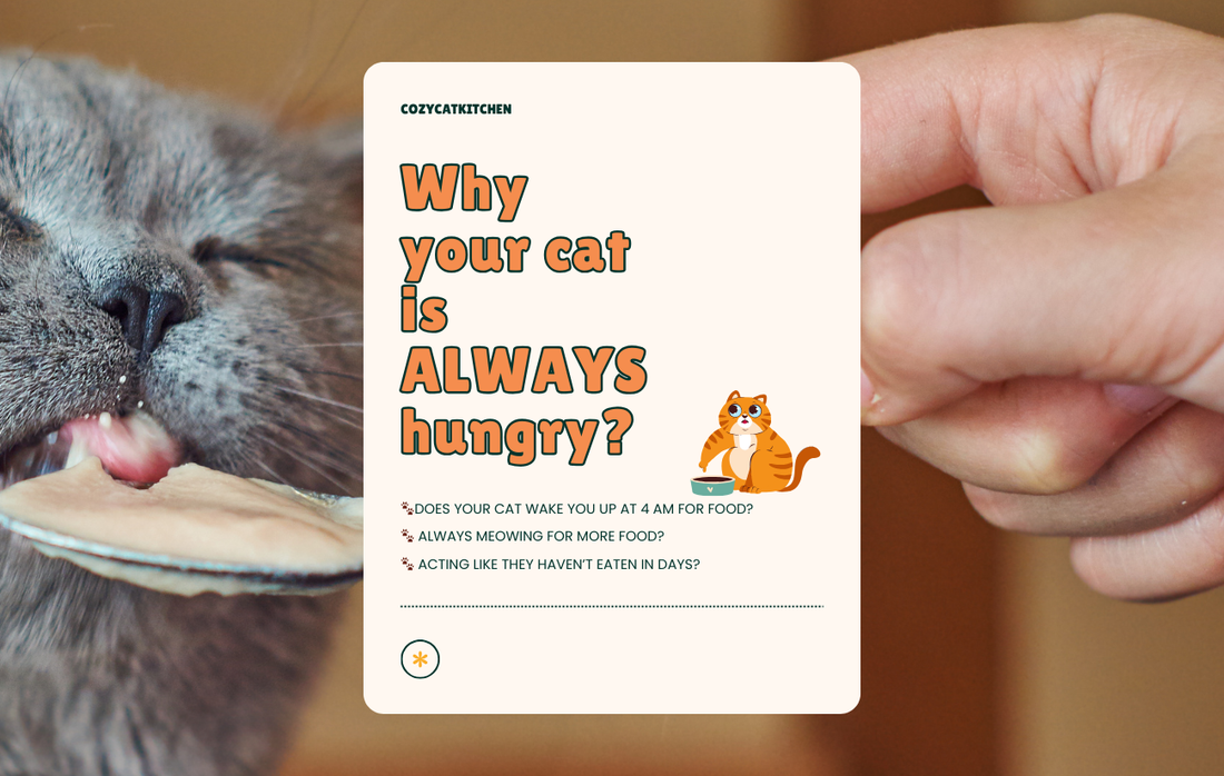 Why Is Your Cat Always Hungry? The Truth Behind Constant Begging for Food