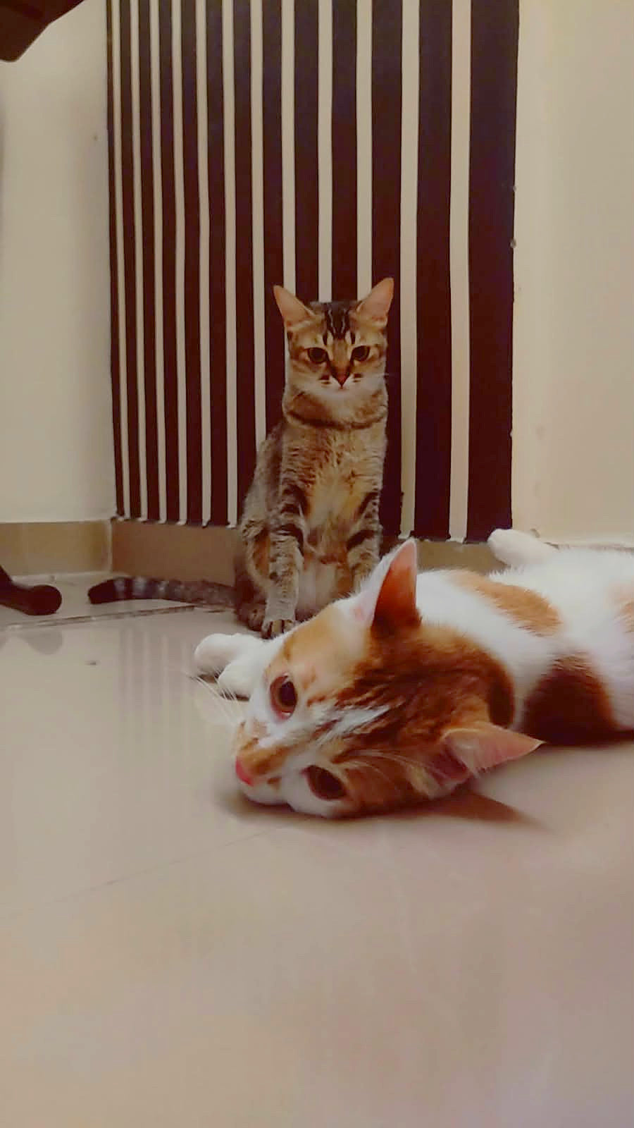 Two cats at home, a tabby sitting by a striped wall and an orange-and-white cat lying on the floor in front